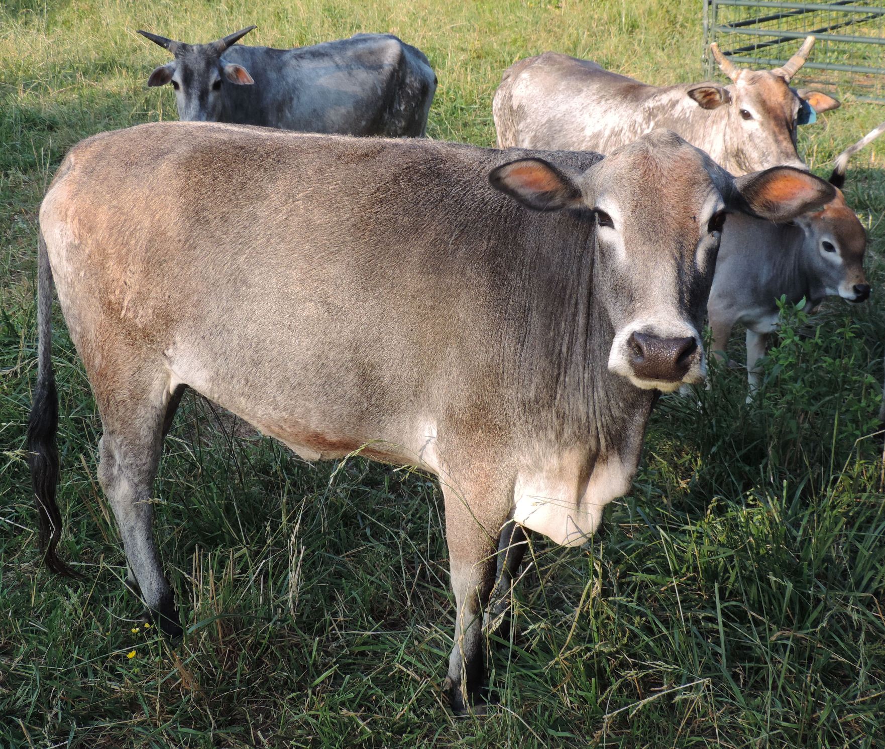 Miniature Dairy Cattle